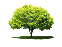 Healthy Tree Do u have a sick tree?