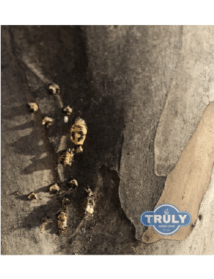Scale Insects “Scale