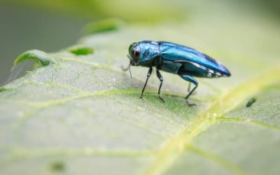 Signs of Borer Insects