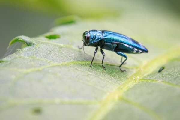 Ash Emerald Borer Beetle