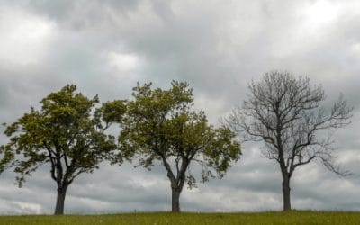 Signs of a Sick Tree in Southlake, Texas