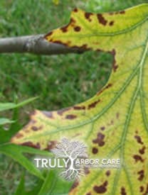 Chlorosis Treatment