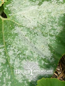 Powdery Mildew Treatment