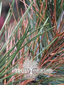 Pine Tip Blight Treatment