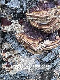 Ganoderma Treatment