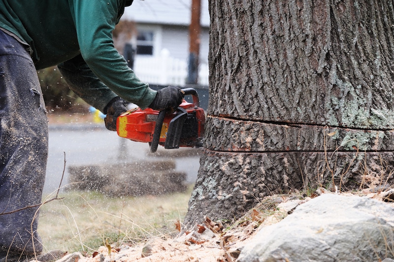 working man cutting tree trunk with chainsaw in residential area in Southlake, TX.