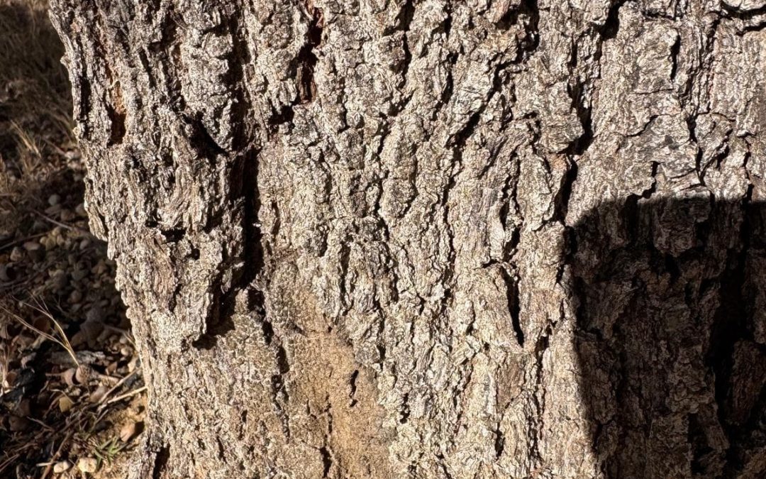 Tree care in Granbury