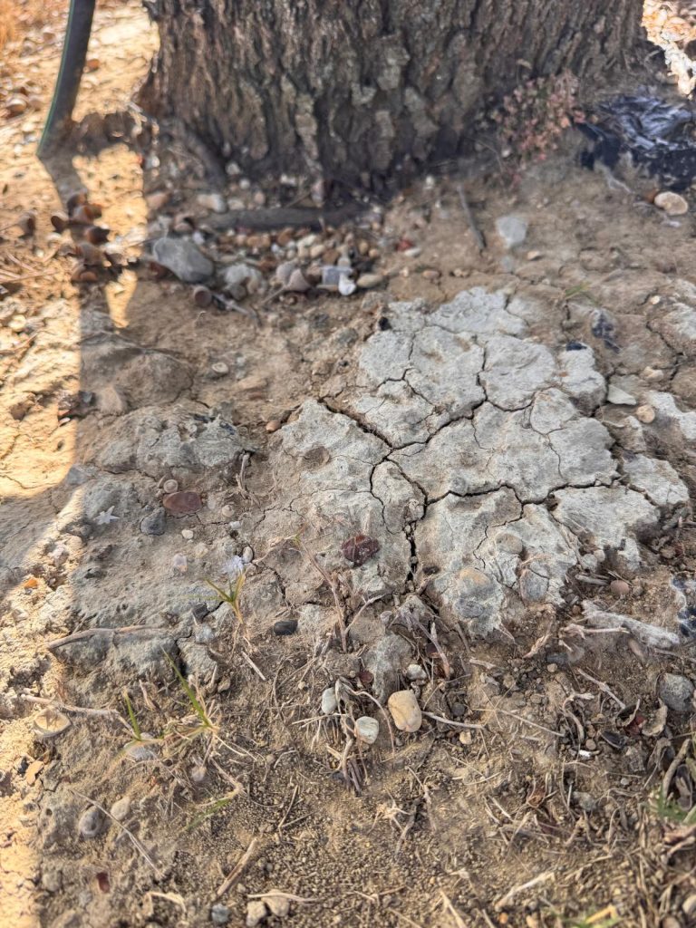 Compacted Soil, Root Oxygen Loss