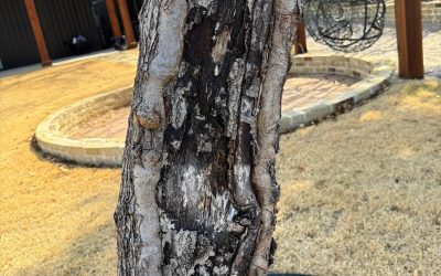 Hypoxylon Canker on Shumard Red Oak in Weatherford, Texas