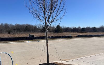 Plant Healthcare Program for Newly Planted Mexican Sycamore in Clay Soil in Fort Worth, Texas