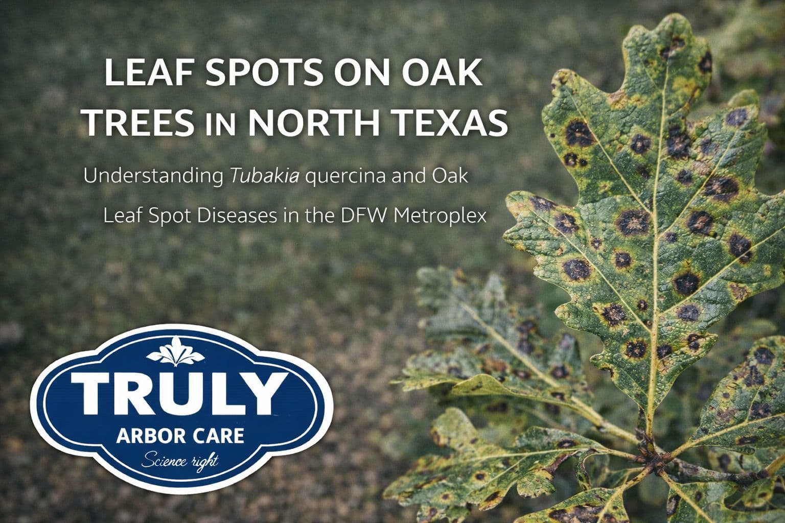 Leaf Spots on Oak Trees in North Texas