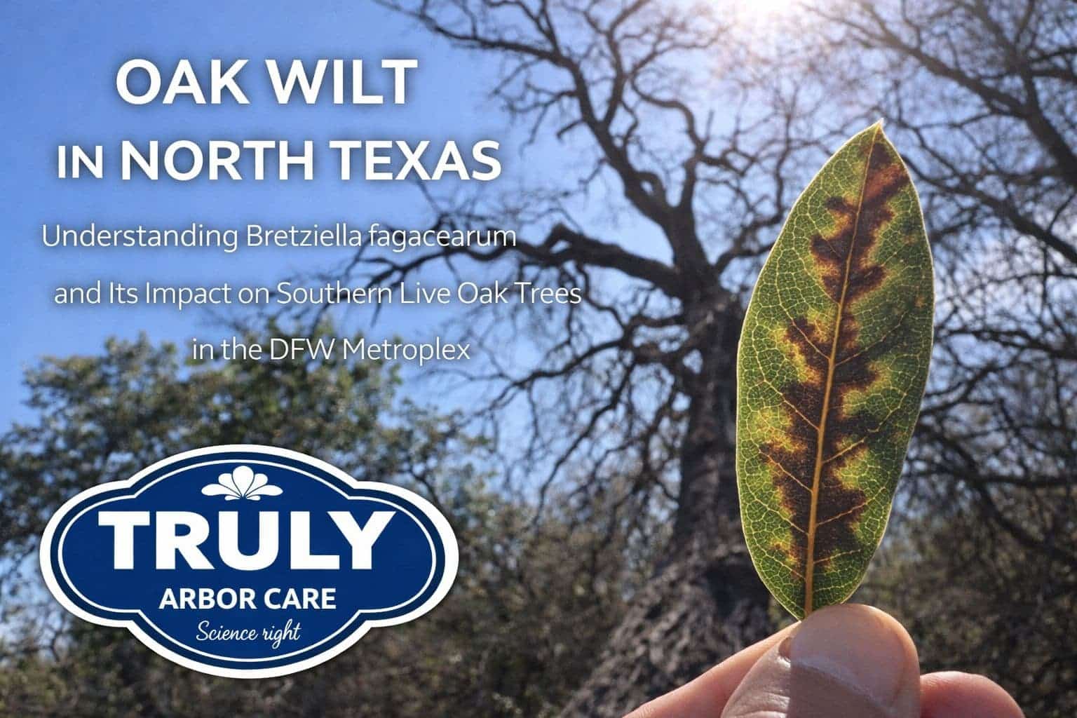 Oak Wilt in North Texas