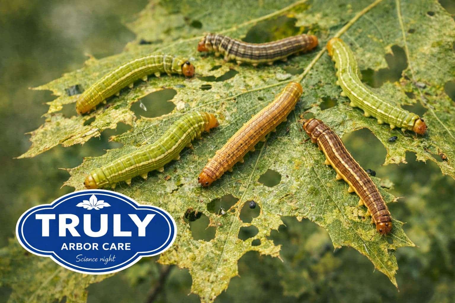 Variable Oakleaf Caterpillar in North Texas