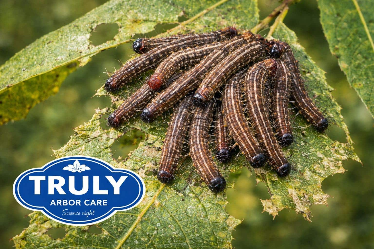 Walnut Caterpillar in North Texas